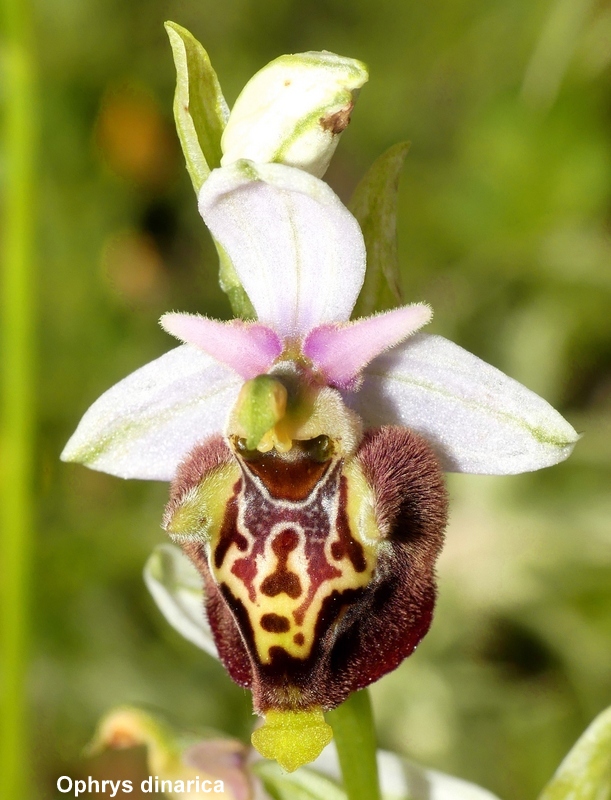 Il lago di Campotosto, orchidee, maltempo eschiarite! maggio/giugno 2023.